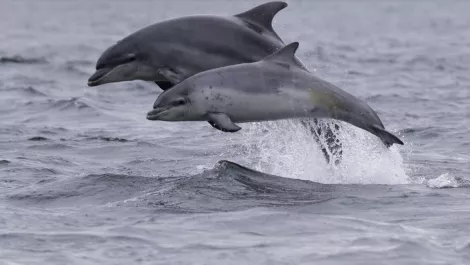 The safest altitude for flying drones above marine life